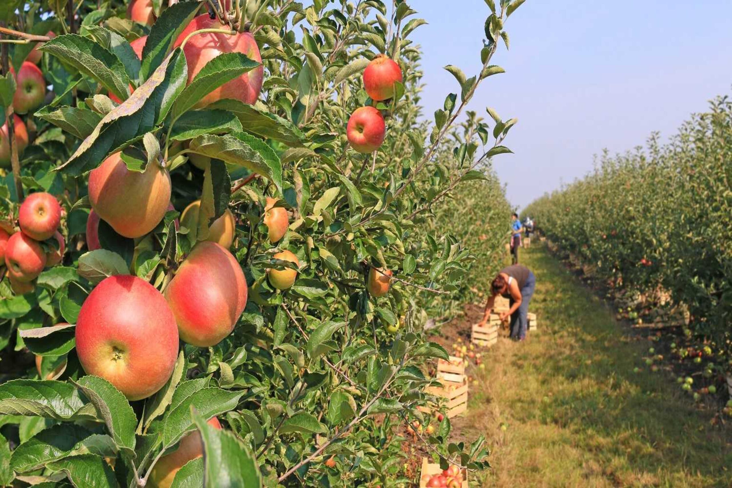 Seasonal workers in orchard. In need of temorary accommodation